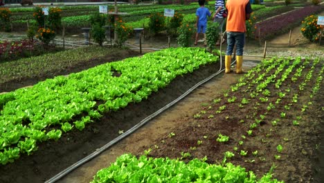 Bereich-Des-Bauernhofs-Mit-Frischem-Bio-Salat