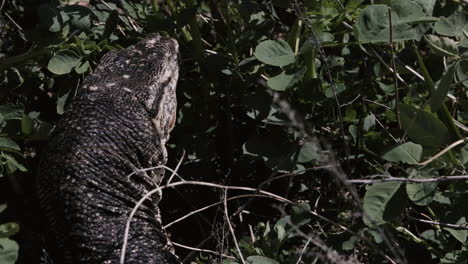 Asian-water-monitor-basking-in-the-forest