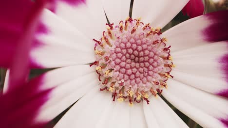 Incredible-macro-probe-shot-of-purple-and-white-daisy-details