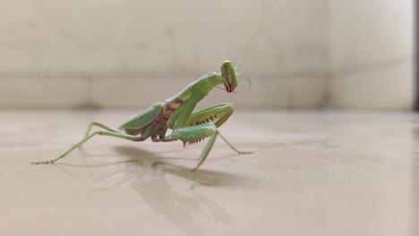 Praying-Mantis-cleans-its-antennae