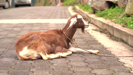 Goat-sitting--in-street