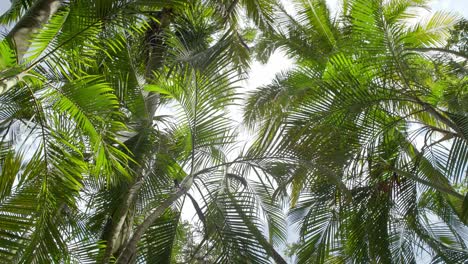 up-view-of-several-palms-moving-through-the-air