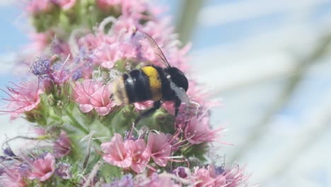 Large-bumble-bee-crawling-around-pink-flowers-Echium-wildpretii-tower-of-jewels-in-greenhouse
