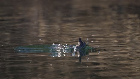Fulica-Leucoptera-Pájaro-Buceando-Bajo-El-Agua-Y-Cazando-Peces-En-El-Lago,-De-Cerca