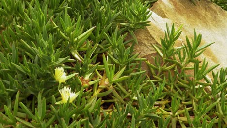 Planta-Carpobrotus-Edulis-De-4k-Con-Dos-Flores-Amarillas,-Suculenta-Perteneciente-A-La-Familia-Aizoaceae-En-La-Cabecera-De-Un-Río