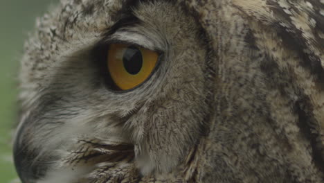 Eagle-owl-blink-and-head-turn-in-slow-motion---majestic-bird-of-prey