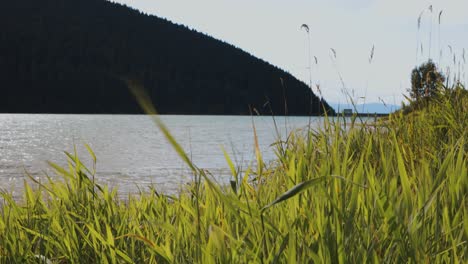 Nahaufnahme-Von-Grünem-Gras,-Das-Vom-Wind-Am-Seeufer-Verweht-Wird,-Mit-Bewaldetem-Berg-Im-Hintergrund