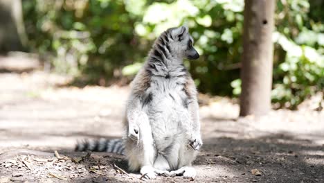 Katta-Männchen-Sit-in-Auf-Waldboden-Madagaskar