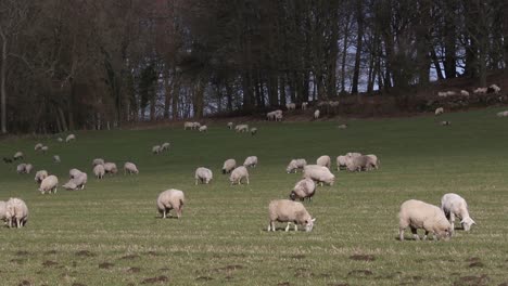 Schafe-Grasen-Im-Februar-Auf-Dem-Feld