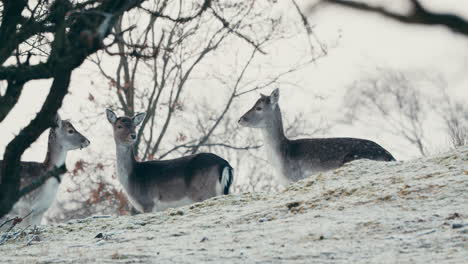 Eine-Herde-Hirsche-Steht-Während-Der-Wintersaison-Mitten-Im-Wald-In-Den-Niederlanden-Und-Blickt-Einander-Zu
