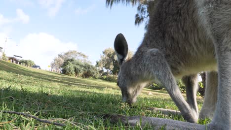 Unique-angle-view-of-a-baby-Kangaroo-eating-grass-in-a-public-parkland