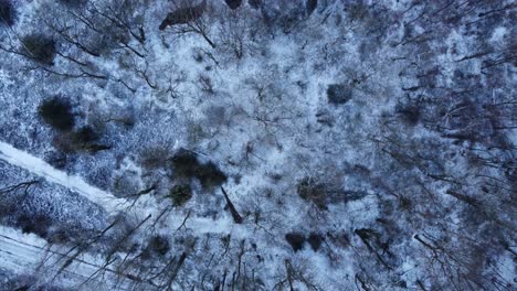 Vogelperspektive-Des-Schneebedeckten-Englischen-Winterwaldes-Mit-Laubbäumen-über-Dem-Kopf