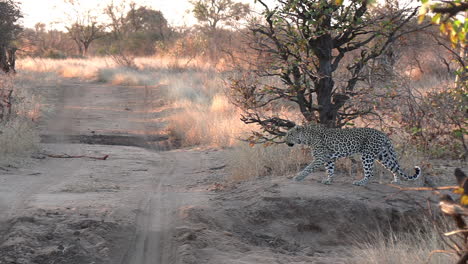 Un-Leopardo-Cruza-Un-Pequeño-Camino-De-Tierra-En-El-Gran-Parque-Nacional-Kruger-En-áfrica