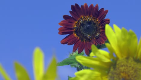 Bunte-Sonnenblumen-Vor-Blauem-Himmel-Mit-Vielen-Bienen,-Die-Nektar-Sammeln-Und-Bestäuben,-Ländliche-Schönheit-In-Der-Natur