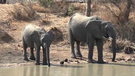 Nahaufnahme-Eines-Jungen-Elefanten-Und-Eines-Erwachsenen-Elefanten,-Die-Am-Wasserloch-Trinken
