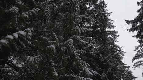 Winterscene-with-branches-of-giant-green-pine-trees-covered-with-white-snow-on-a-snowy-day