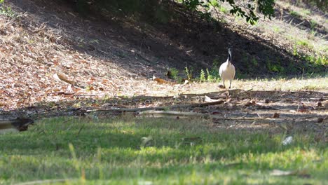 Ibis-bird-and-a-raven-wandering-on-low-land-field-in-sunlight---static-wildlife-shot