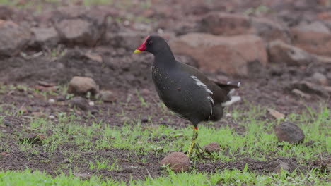 Common-Moorhen-walking-on-green-grass-outside-water-and-looking-around-as-it-poops