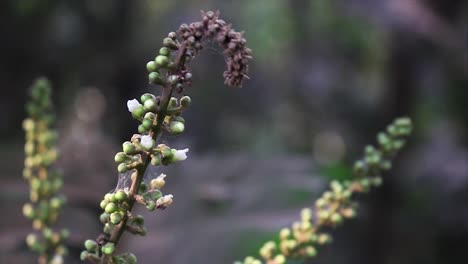 Close-Up-View-Of-Plant-With-Small-Green-Buds-Swaying-With-Bokeh-Background