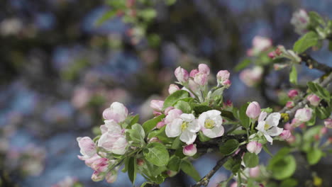 Close-up-of-blooming-apple-blossoms