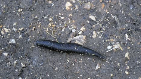 Macro-shot-showing-black-Haemopis-Sanguisuga-horse-leech-crawling-on-wet-soil