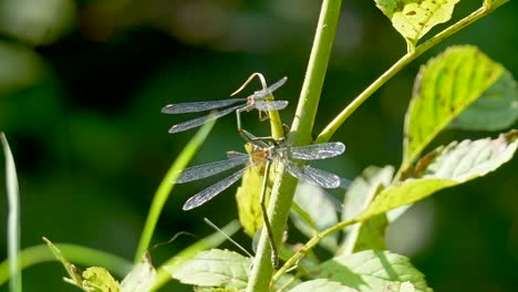 Close-up-shot-of-active-Damselfly-climbing-up-stalk-of-green-plant-during-sunny-day