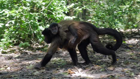 Capuchin-Monkey-in-jungle-with-baby-walking