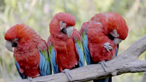 Group-of-wild-Ara-Chloropterus-Parrots-perched-on-wooden-branch-of-tree-in-nature---Woodland-of-South-America-in-summer