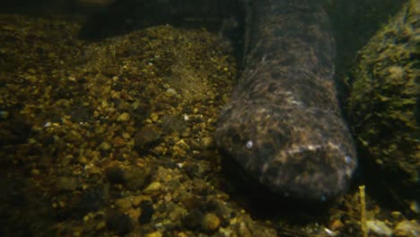 Japanese-Giant-Salamander-moving-through-night-river-in-Tottori-Japan