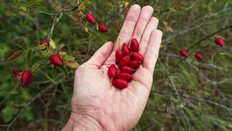 Hand-holding-red-berries-of-dogrose-plant,close-up-shot---Medical-berries-for-tea-and-medicine