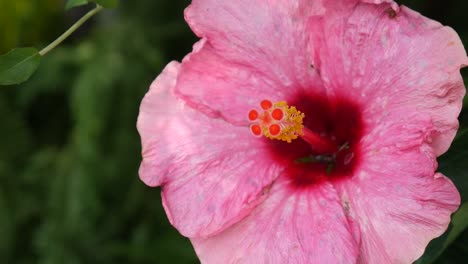 Closeup-of-a-beautiful-pink-Shoeblackplant-under-the-sunlight