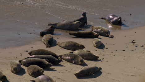 Seals-laying-on-beach-in-the-sun-lunging-bouncing-and-wiggling-with-ocean-waves-crashing-4k-60fps-Prores