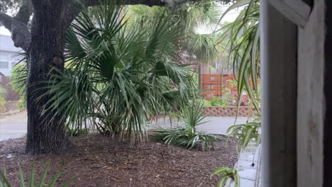 Heavy-Rain-Falling-On-Fan-Palm-Plants-Under-The-Tree-On-A-Stormy-Weather