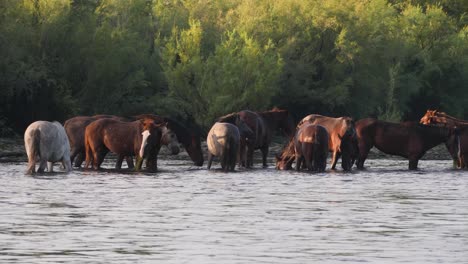Herd-of-wild-horses-eating-in-a-river-in-a-large-group-with-golden-light