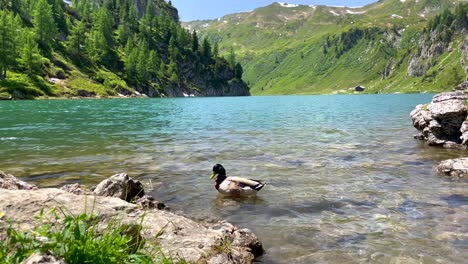 Low-angle-shot-of-wild-duck-resting-on-shore-of-idyllic-lake-between-Alp-Mountains-in-summer