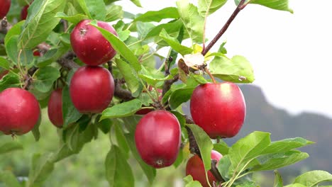 Several-juicy-fresh-apples-hanging-on-tree-ready-for-harvest---Strong-red-colored-fruit-with-leaves-moving-gently-in-the-wind---Shallow-focus-static-closeup-of-healthy-sweet-apples---Norway
