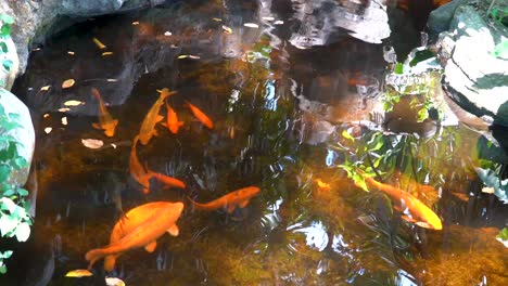 Orangefarbene-Koi-Fische-Schwimmen-Im-Gartenteich,-Sonnenreflexe-Auf-Der-Oberfläche