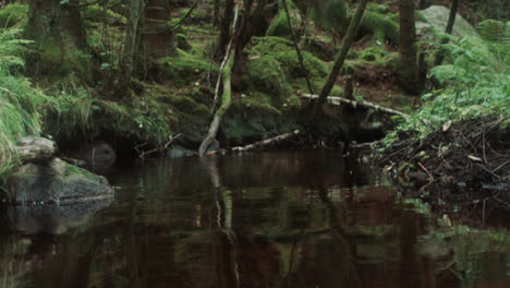 Moving-through-nordic-forest-water-stream