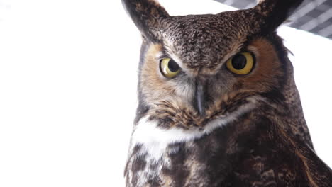 Close-up-great-horned-owl-on-white-background