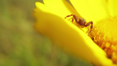 Araña-Comiendo-Néctar-Dulce-De-Flor-Amarilla
