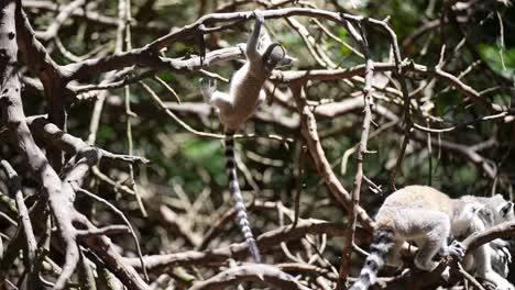 Baby-Ring-tailed-Lemur-playing-in-Madagascar-jungle