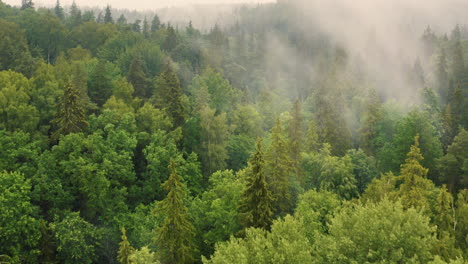 Green-forest-with-thick-smoky-fog-looms-over-trees,-aerial-drone-shot