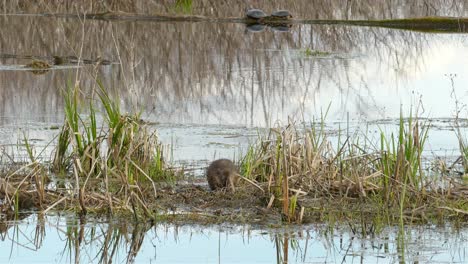 A-cute-little-beaver-digging-around-in-the-dirt