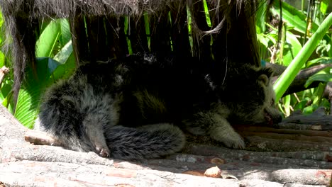 Binturong,-bearcat-taking-a-nap-in-shade-on-hot-tropical-day,-daytime-sleeping