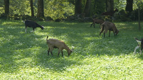 Slow-motion-shot-of-goat-family-grazing-in-green-pasture-during-summer-day---prores-footage