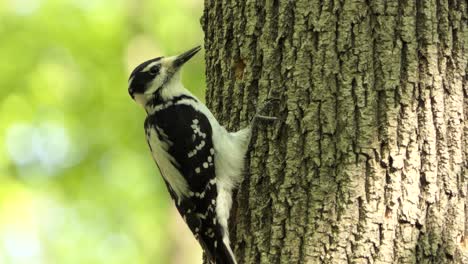 Hairy-woodpecker-drilling-tree-bark-and-creating-hole-in-the-forest,-wildlife-bird-behavior