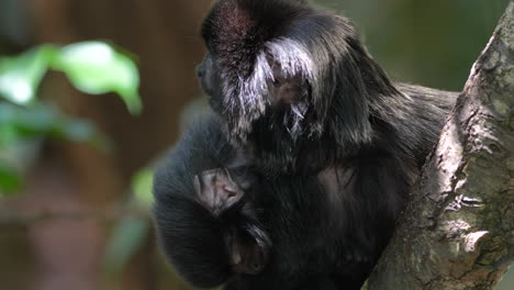 Macro-shot-of-Tamarin-Monkey,-New-World-monkeys-from-the-family-Callitrichidae-in-the-genus-Saguinus