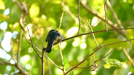 Realtime-footage-of-tropical-gold-and-blue-bird-perched-on-a-swaying-branch-in-the-bright-rainforest-of-Panama
