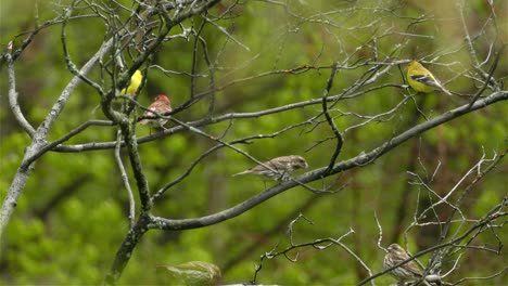 red-breasted-grosbeak-purple-finch-American-goldfinch-perched-in-the-wind-in-twigs