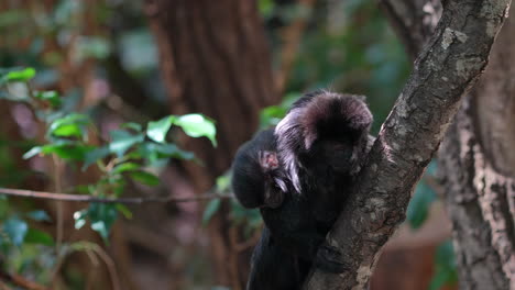 Cute-young-Tamarin-Monkey-perched-on-tree-in-jungle-and-screaming-loud,close-up